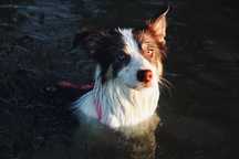 Border collie FCI suczka