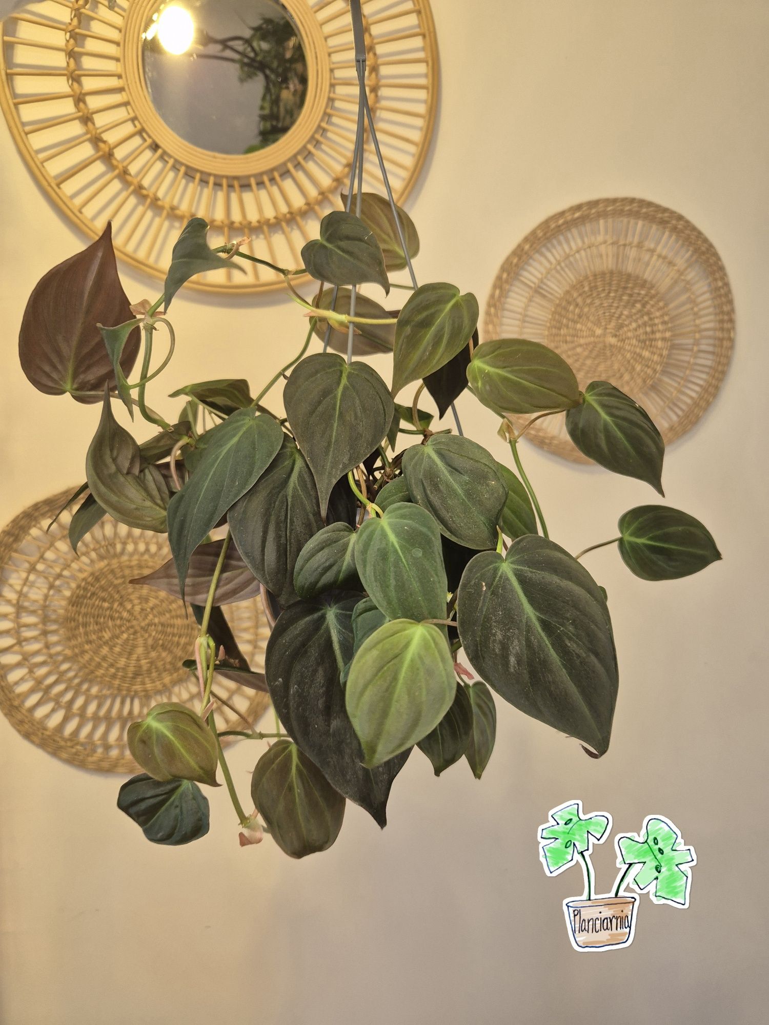 Philodendron scandens micans pnącze