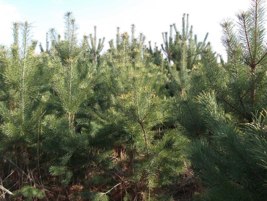 Земельна ділянка с.Сальник 25 соток