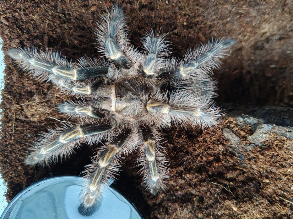 Oferta - ptaszniki oraz pająki właściwie