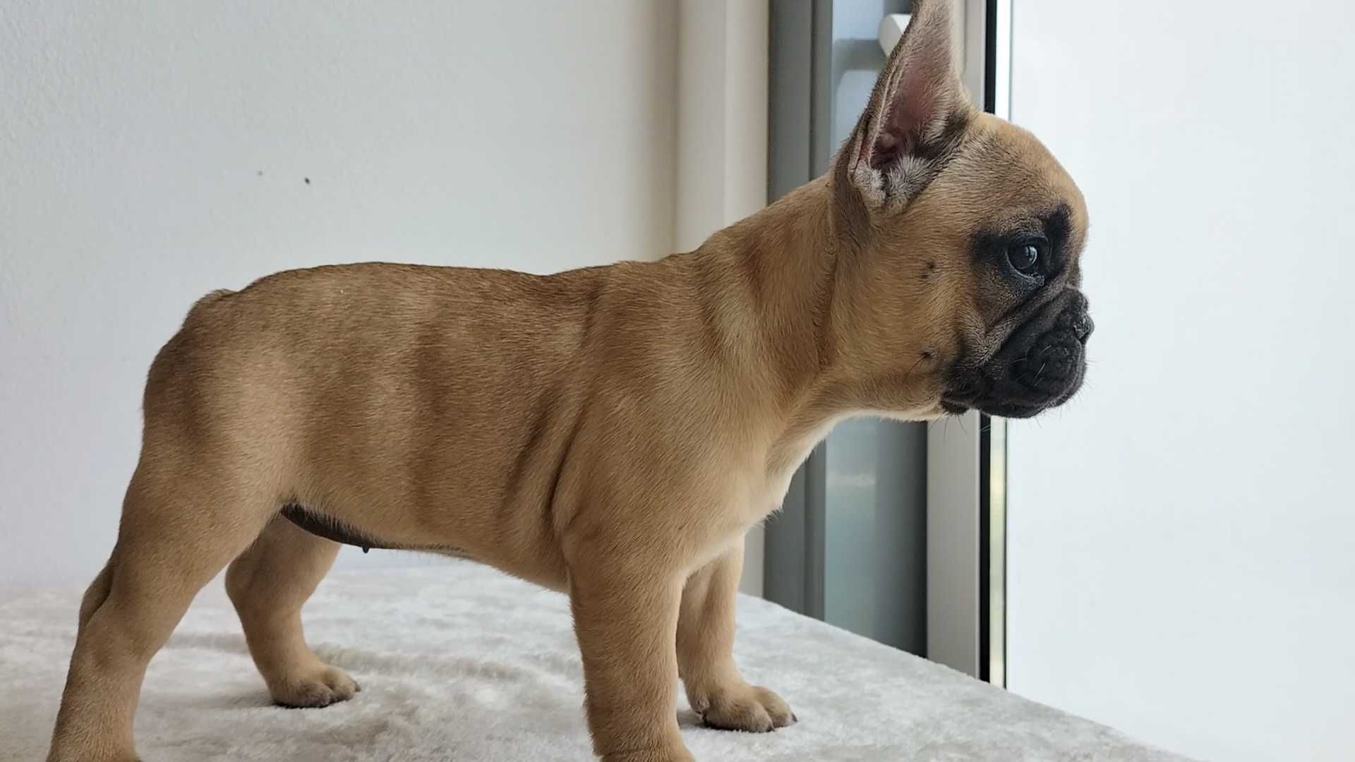 Bulldog Francês com LOP e Afixo