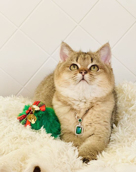 Британська золота шиншилла