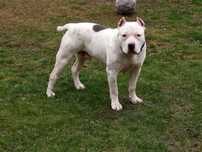 Amstaff krycie polecam reproduktor