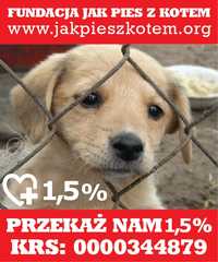 1,5% dla zwierząt- Wspomóż Fundację Jak Pies z Kotem