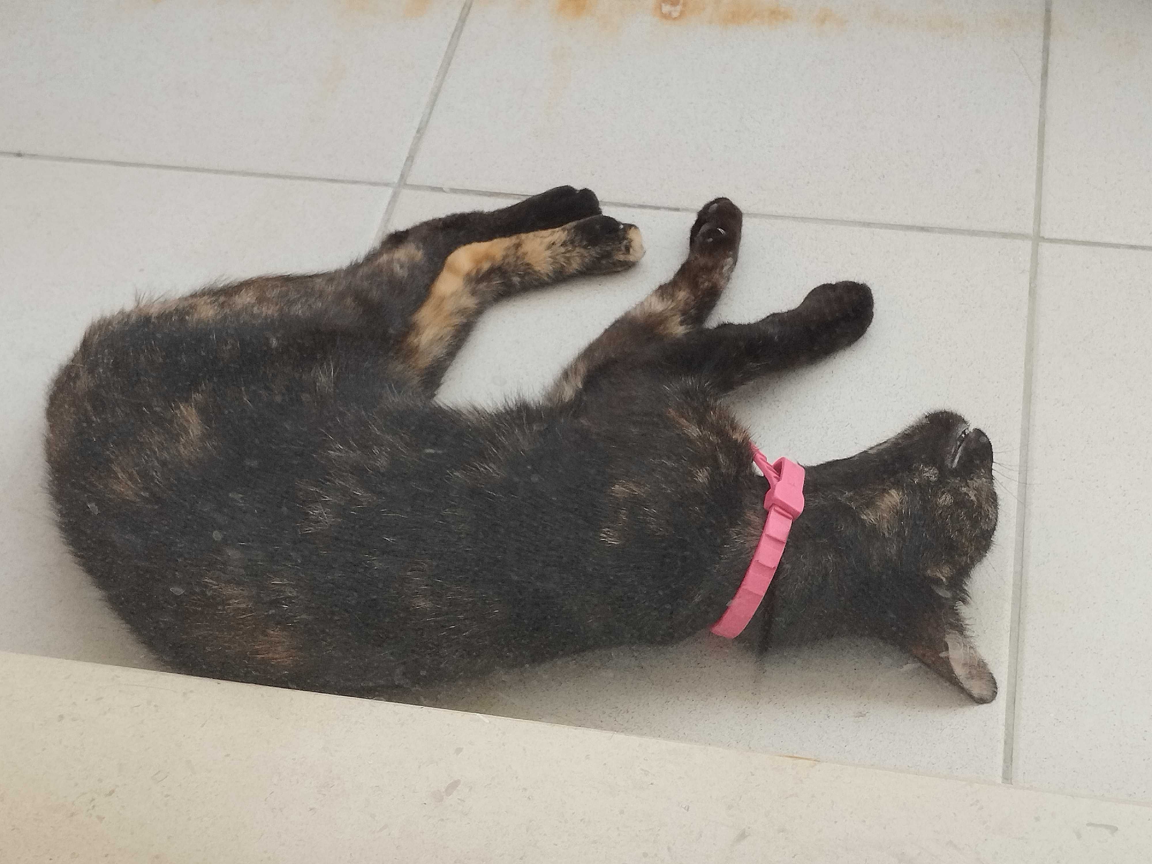 Dá-se gata com pêlo tartaruga, esterilizada, vacinada e com chip
