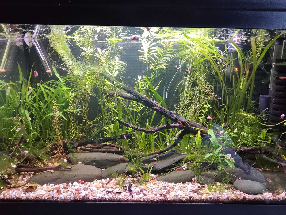 Aquário Completo 60L