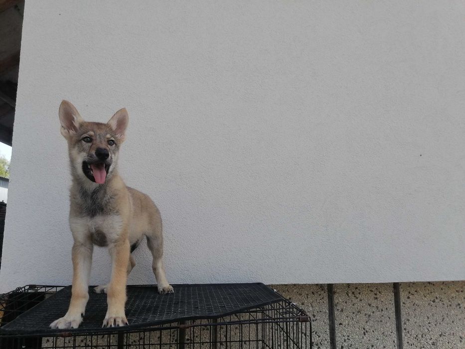 czechoslowacki wilczak szczeniak