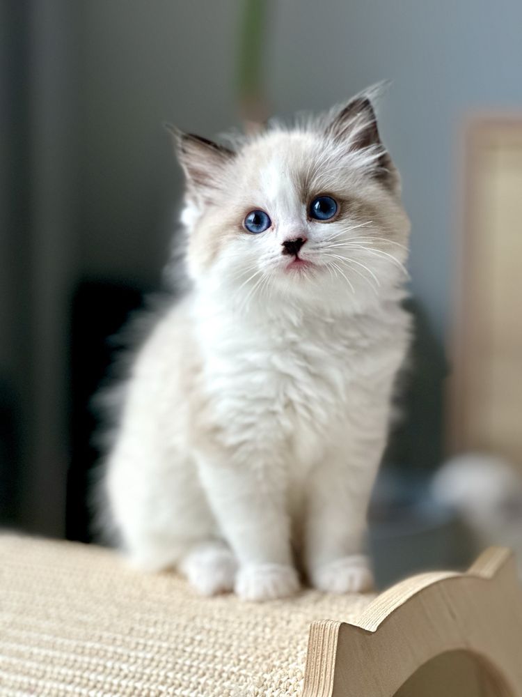 Kot Ragdoll, kocurek seal bicolor i kotka lynx - gotowe do zmiany domu