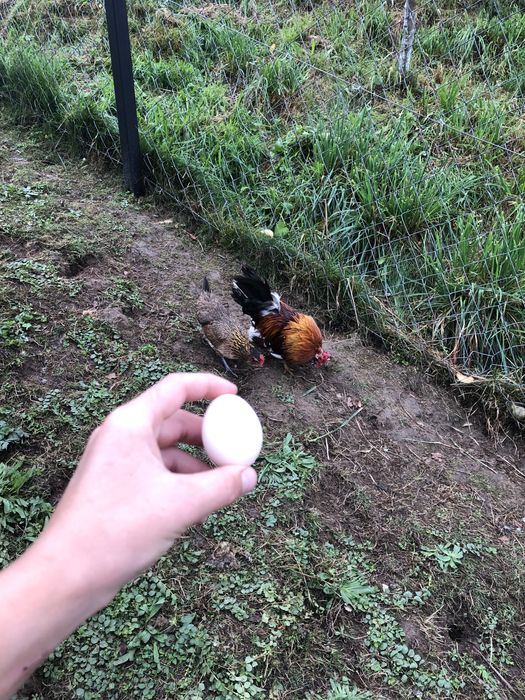 Продам пару бетнамки