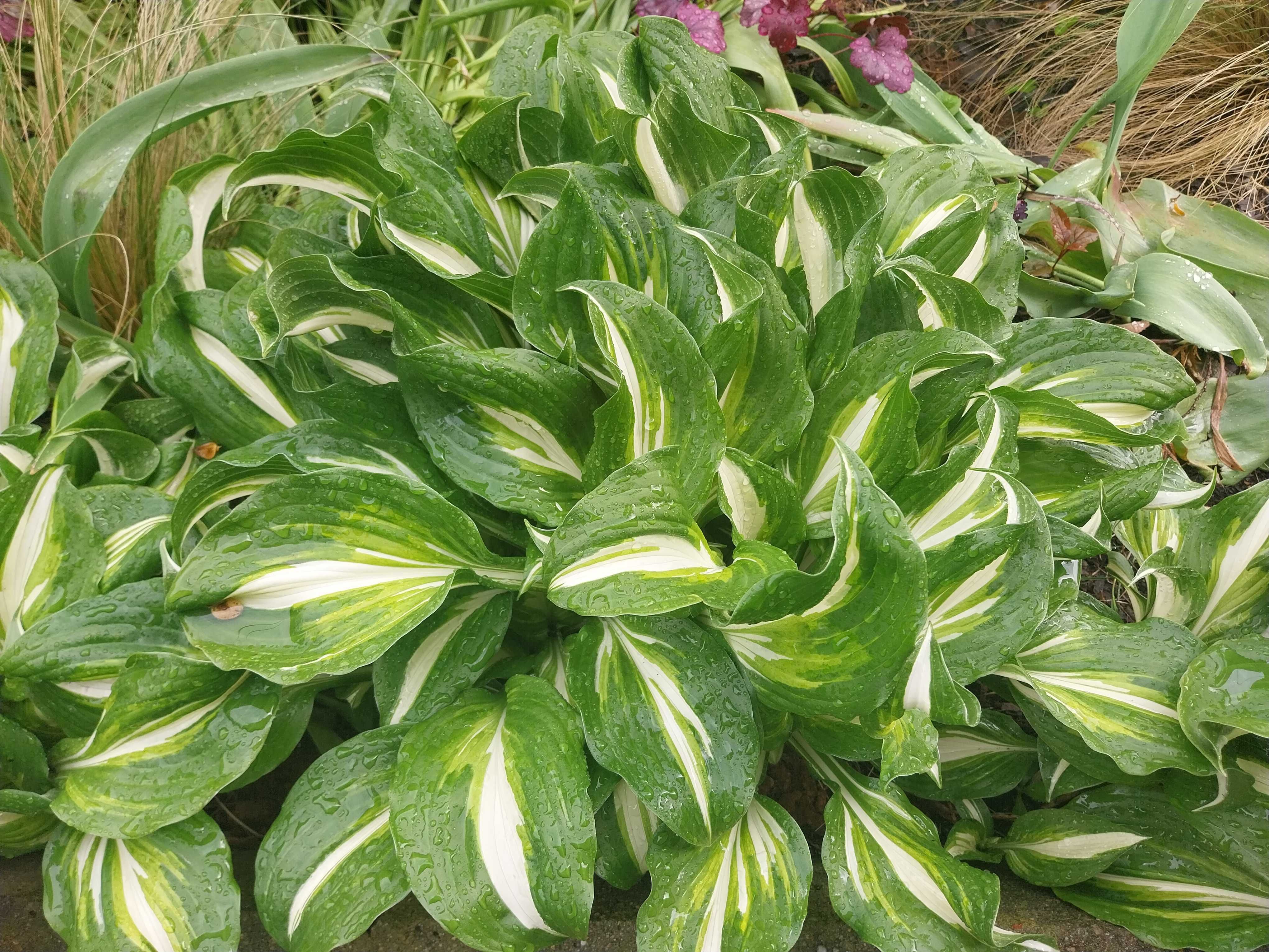 Hosta  funkie bardzo duże 20 sadzonek