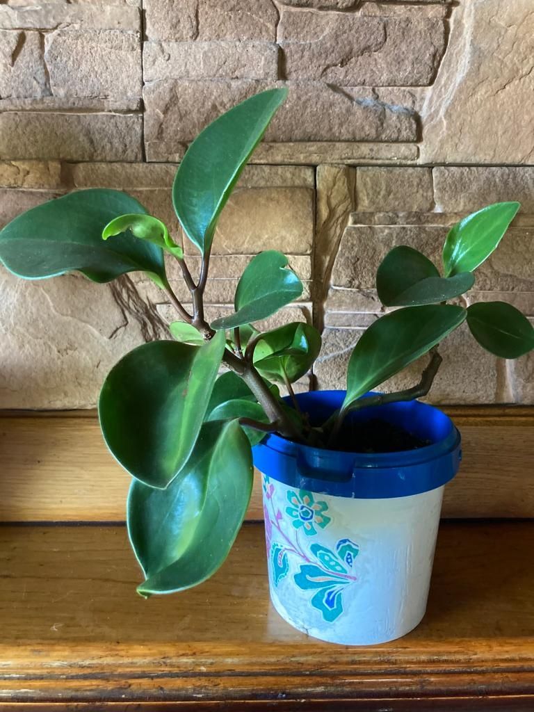 hoya, hoja rośliny zielone, rośliny ozdobne, sadzonki
