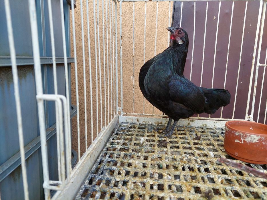 Kurka rasy bantamka ,z tego roku