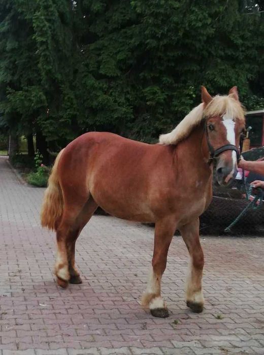 Sprzedam klacz zimnokrwistą