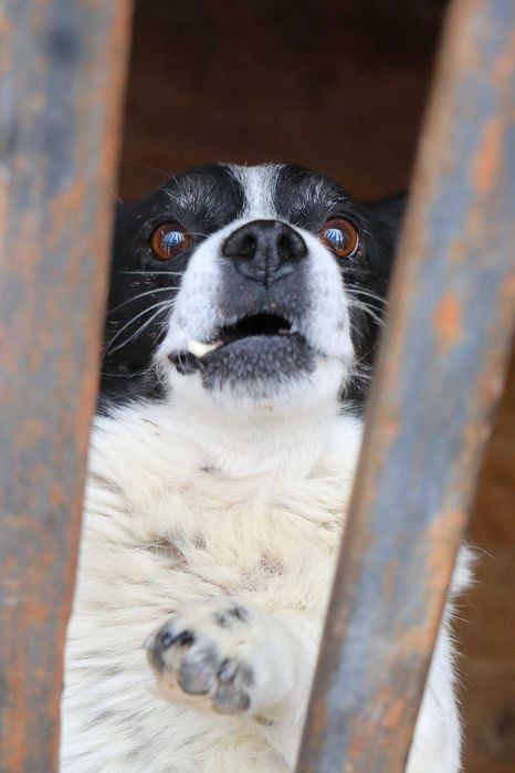PILNE!Przekochany, towarzyski, grzeczny piesek szuka dobrego domu