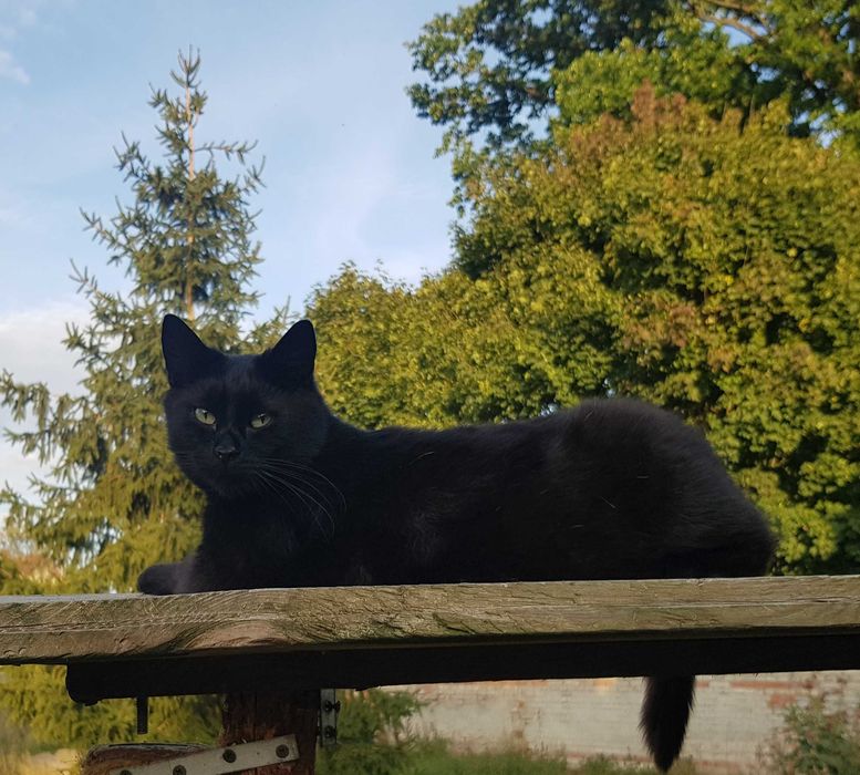 Onyx kocurek do adopcji