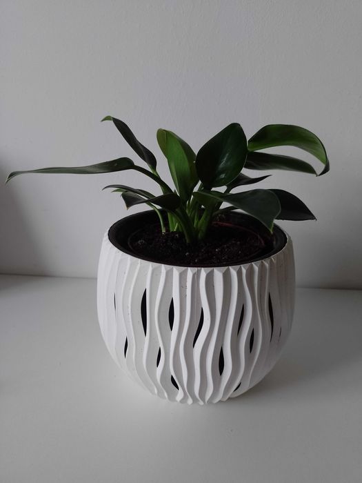 Roślina domowa filodendron