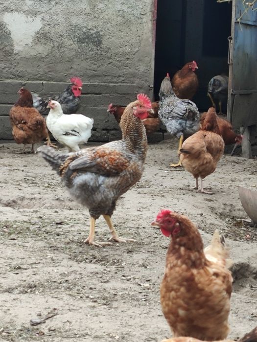 Koguty 2025, białe, jarzebate, marans