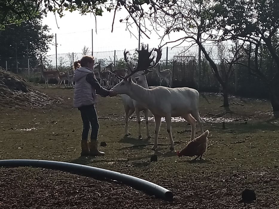 Daniel albinos z transportem