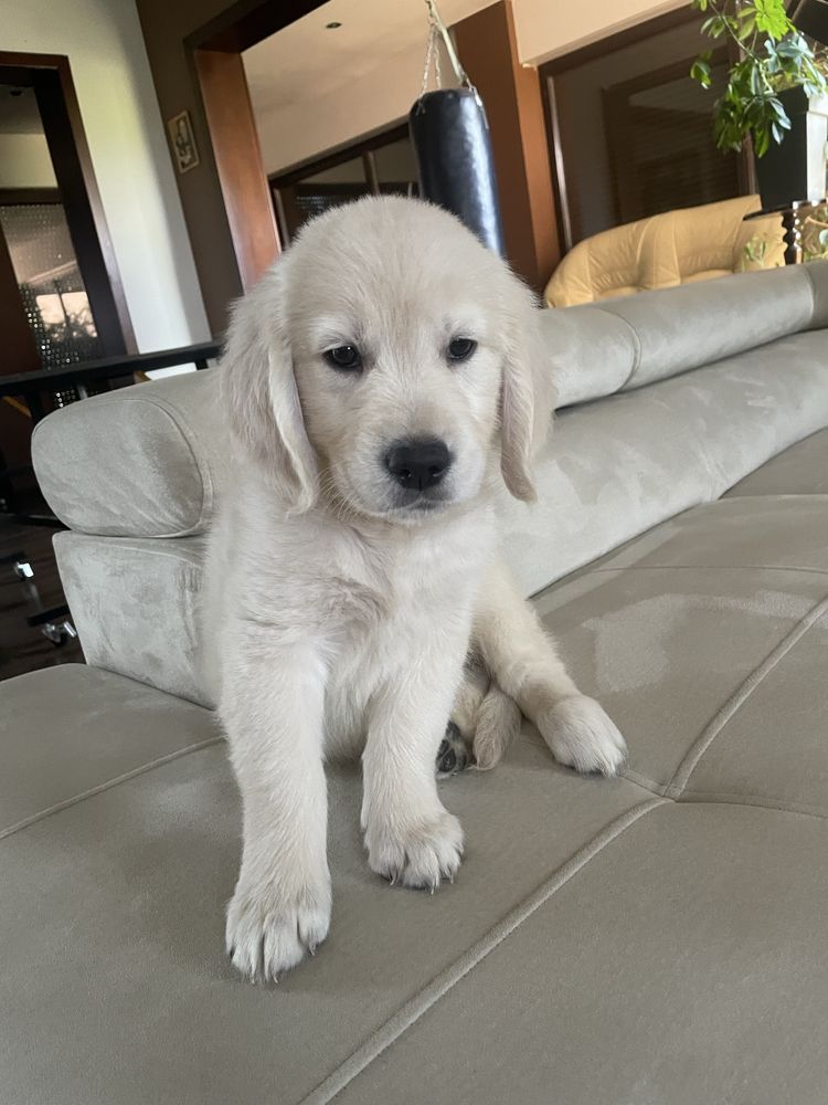 Golden Retriever- cudowna sunia!