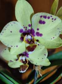 Орхидея фаленопсис Пескара