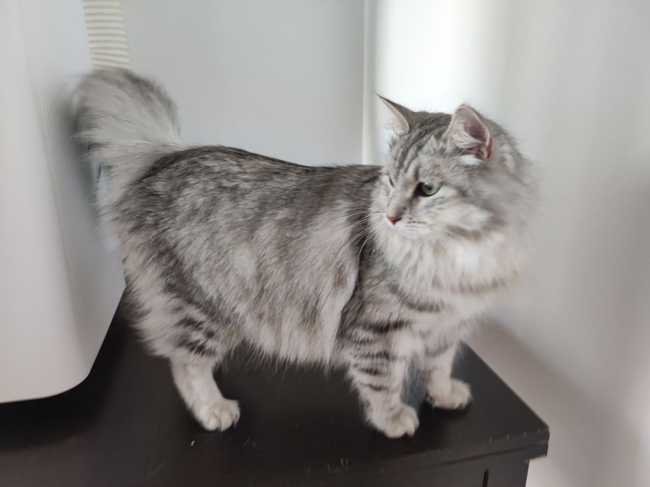 Kotka Syberyjska z rodowodem FPL