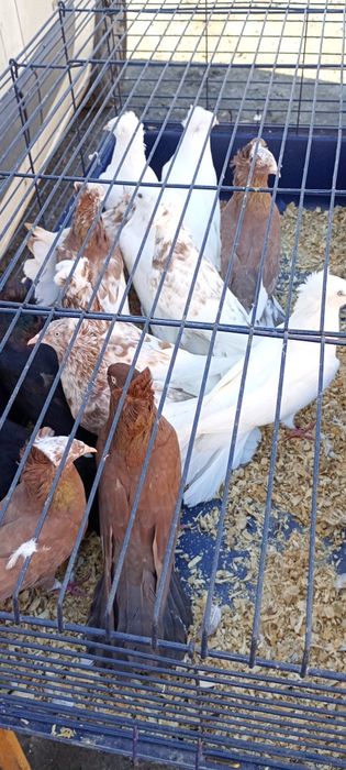 Sokoły Gdańskie , Sokół Gdański