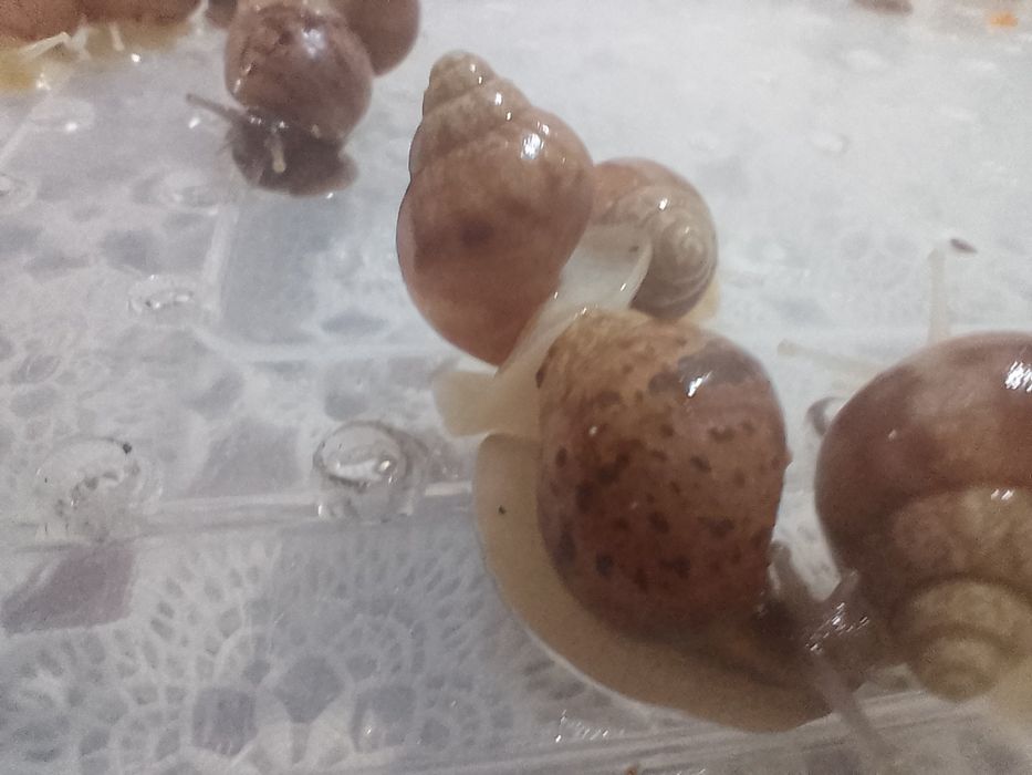 Улитки Ахатины коричневые и белые