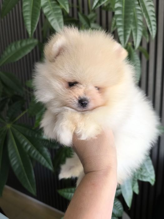 Spitz Anão.Lulu da Pomerânia. Mini Lop e Afixo.Perfeito