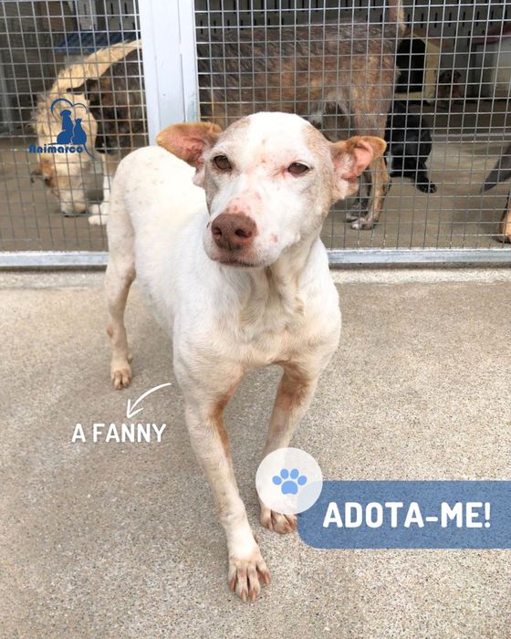 Fanny cadela porte pequeno