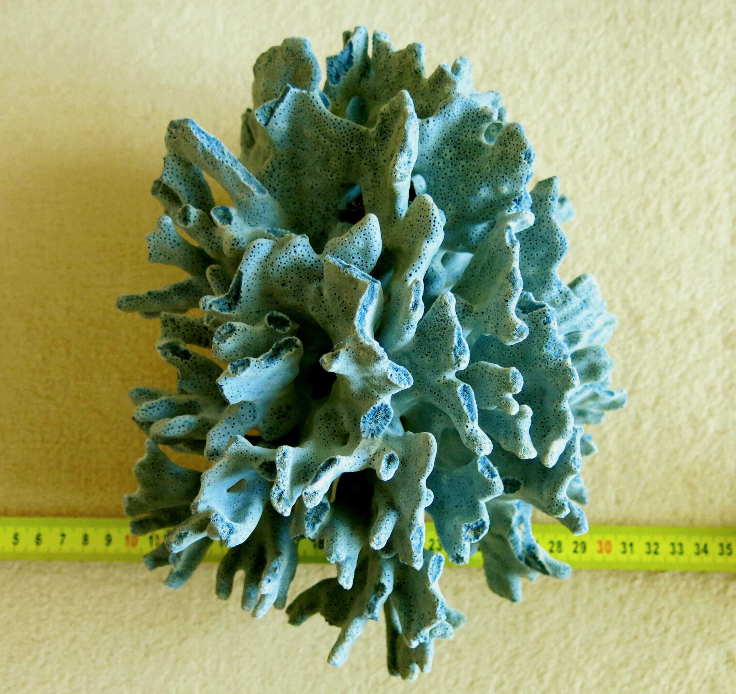 Koralowiec - Heliopora coerulea, Blue Coral / 220 x 174 x 160