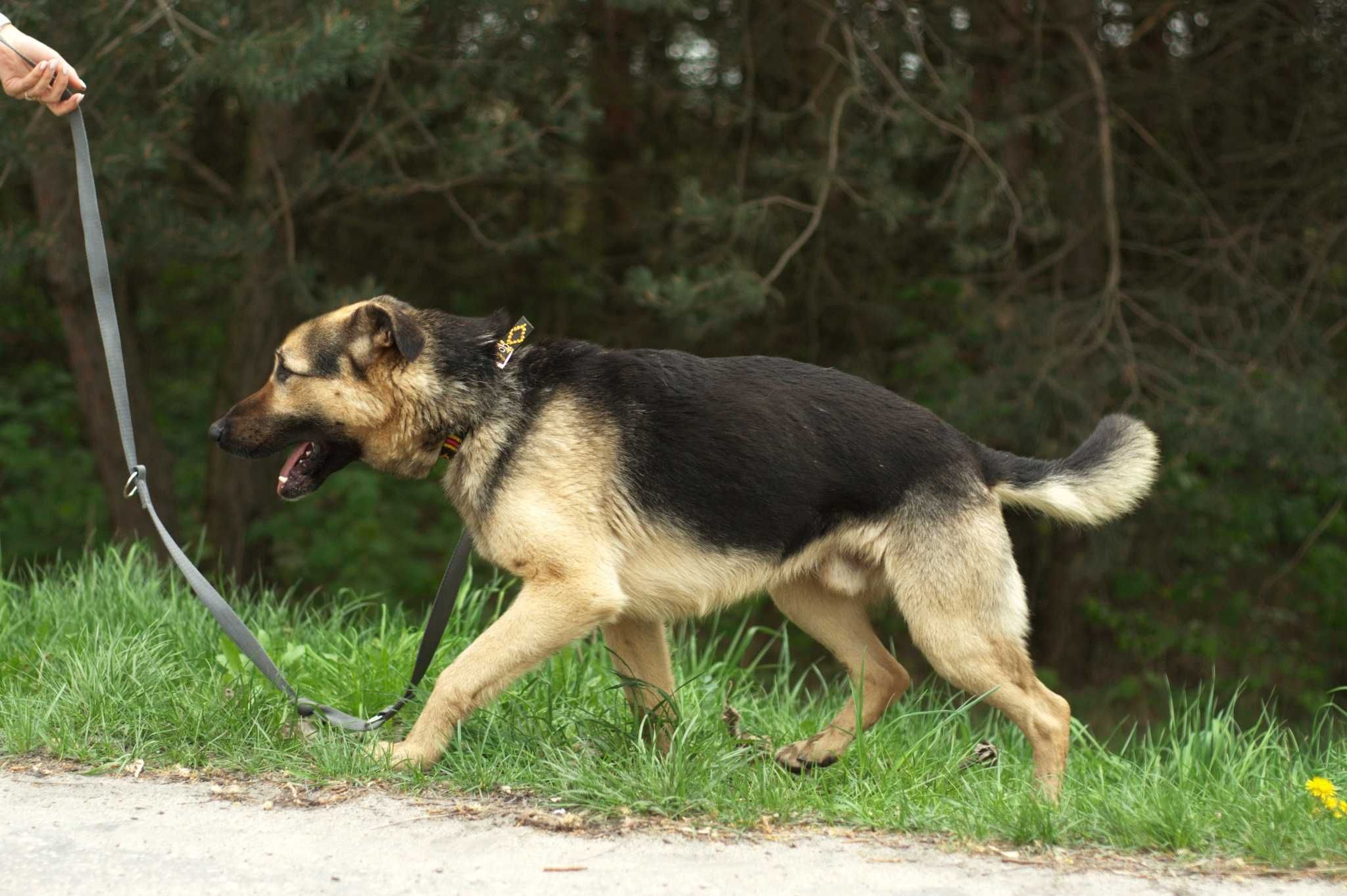 Veldon – chce być blisko opiekuna.