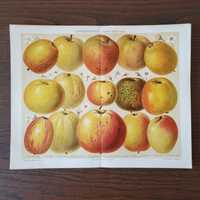Яблоки Старинная литография 1895 Германия Meyers  фрукты ботаника