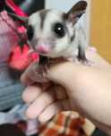 Lotopałanka karłowata sugar glider