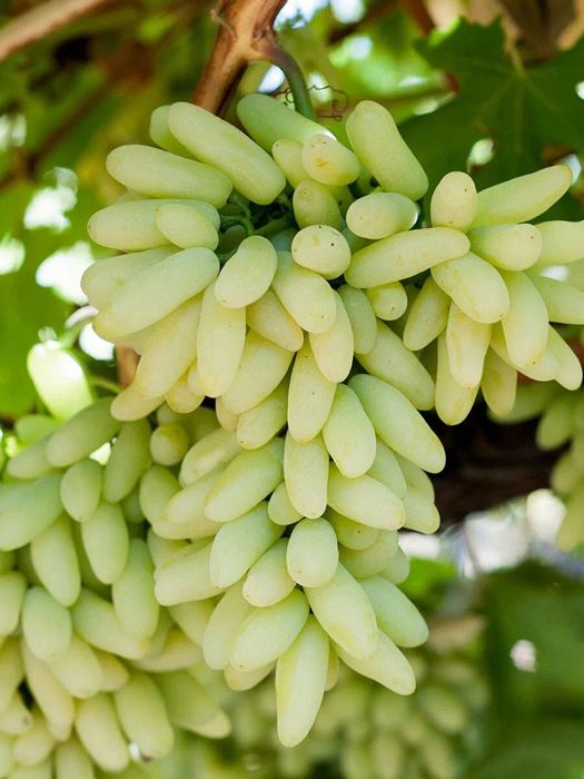 Саджанці винограду Саженцы винограда