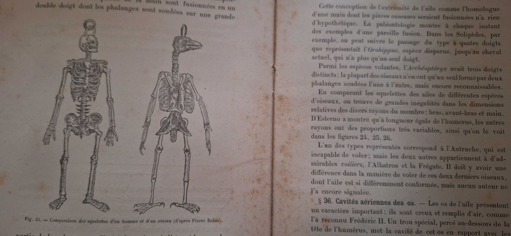 Veterinária - Fisiologia do movimento O voo das aves de 1890 RARO