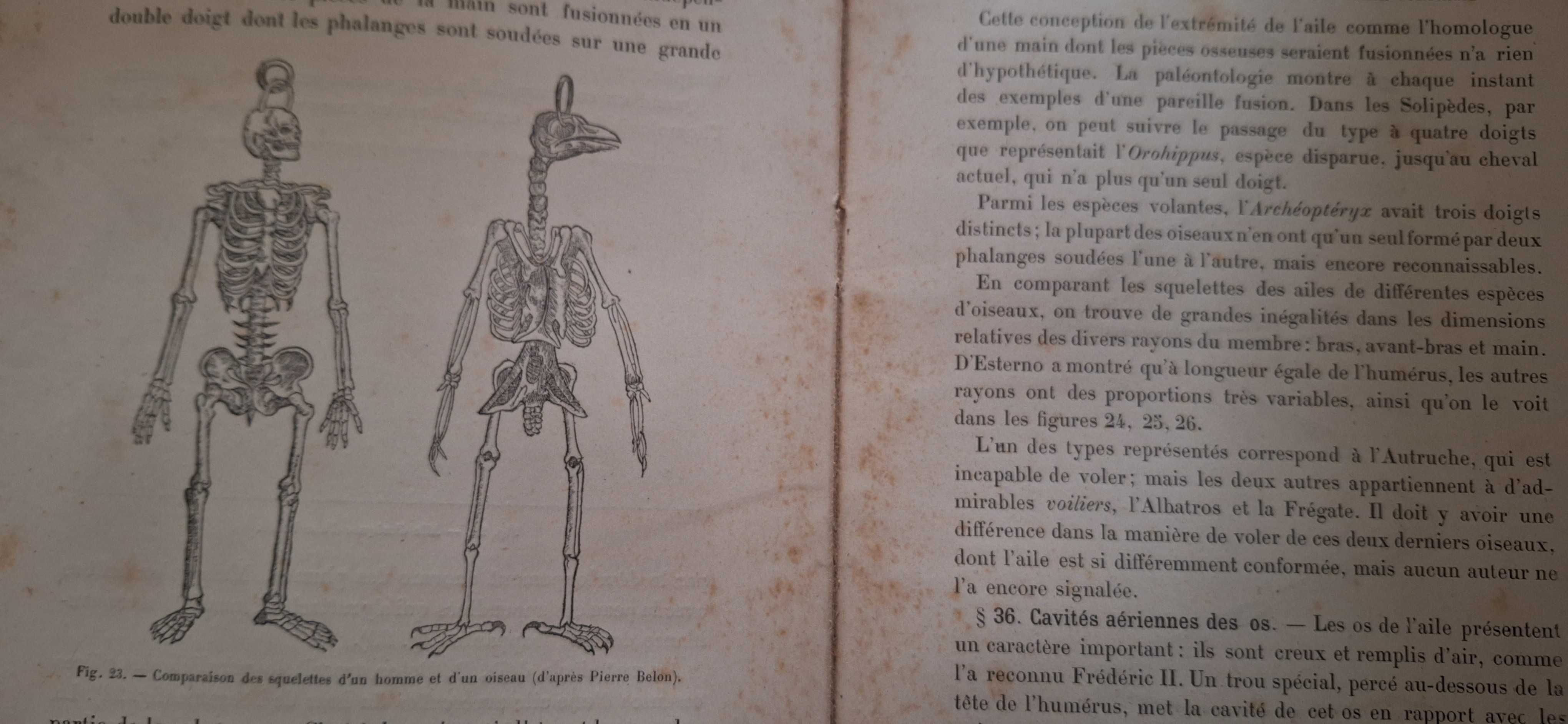 Veterinária - Fisiologia do movimento O voo das aves de 1890 RARO