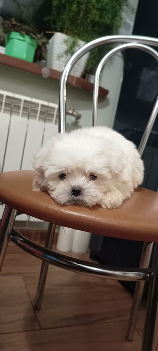 Suczka, mal shi, maltańczyk, shih tzu,