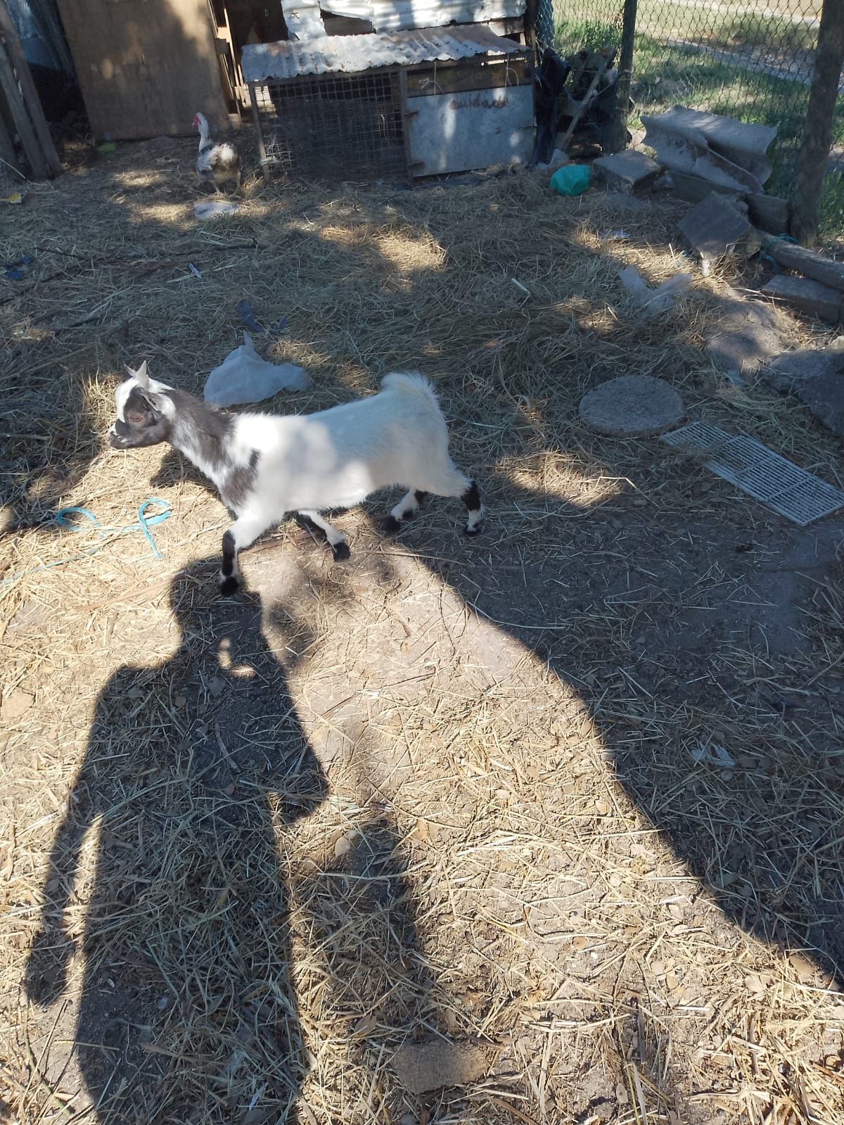 Cabrito com 5 meses