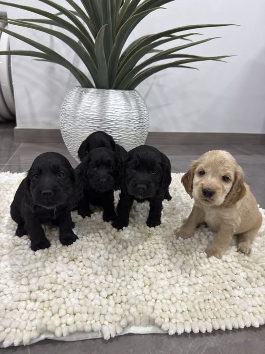 Cocker spaniel  inguels
