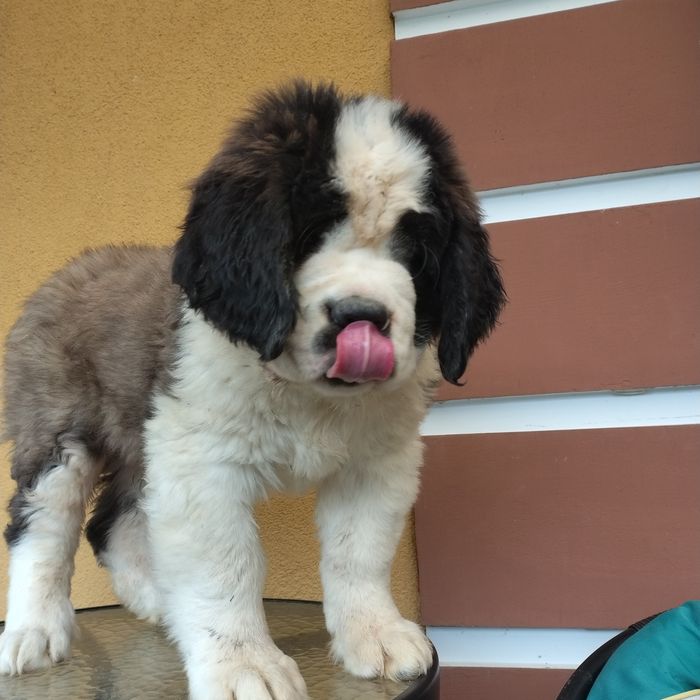 Bernardyn piesek długowłosy