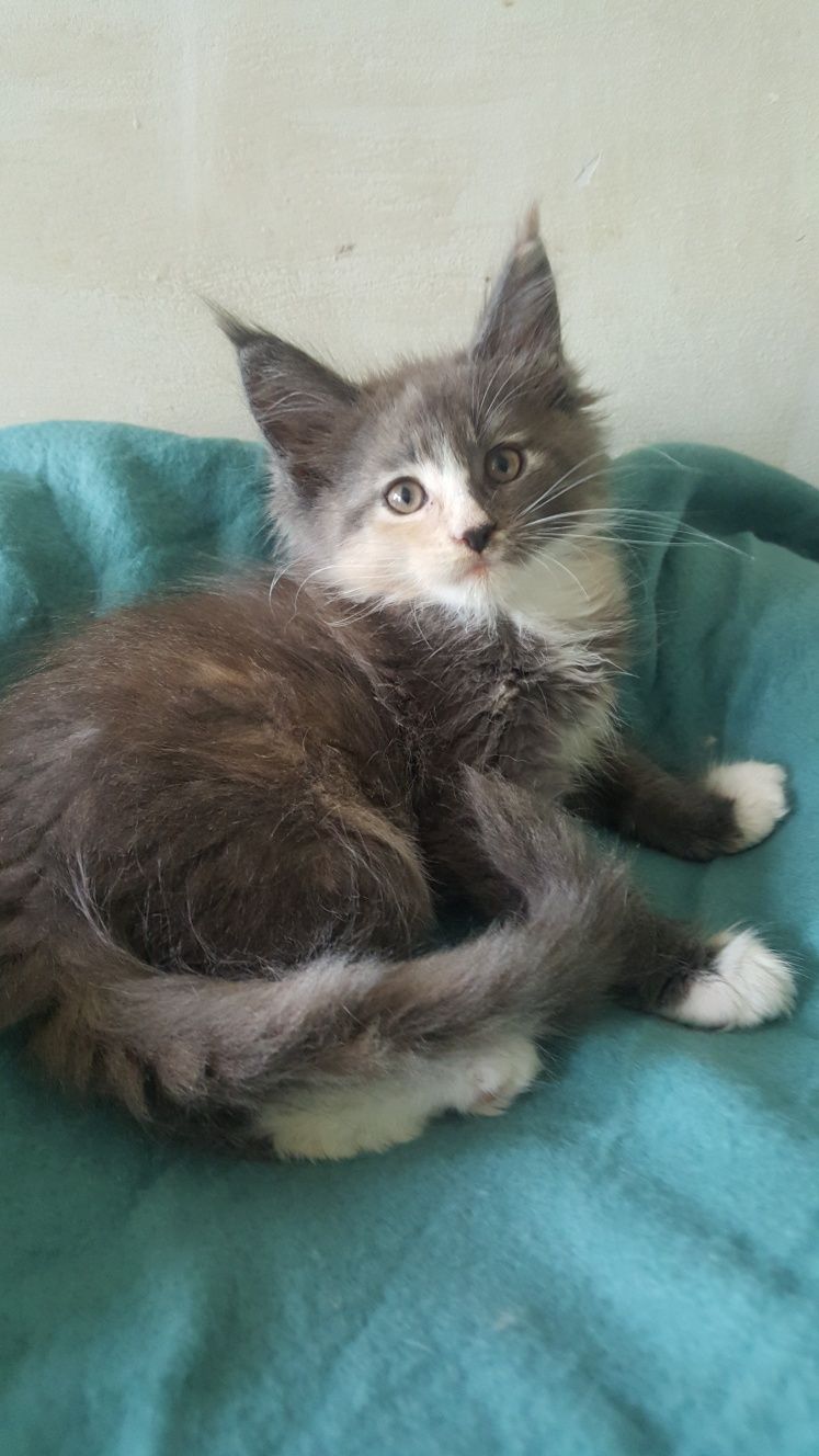 Kotka Maine Coon