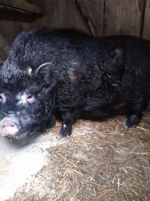 Вьетнамский кабанчик