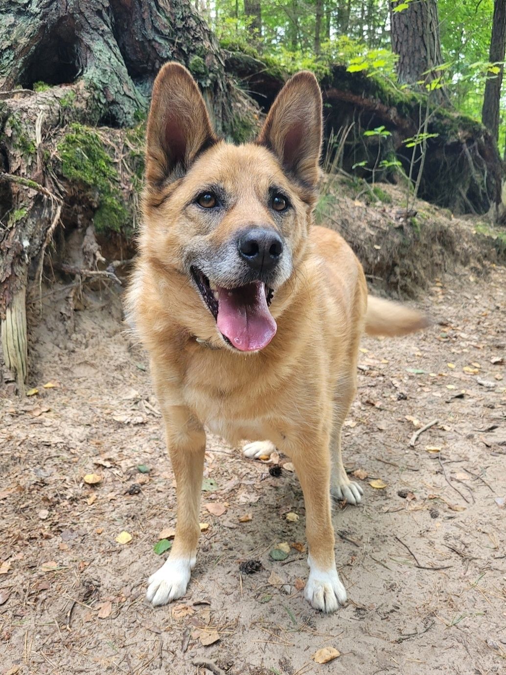 Rudy Pies szuka domu / do adopcji