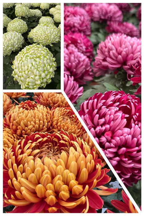 Chryzantemy od producenta warszawa i okolice