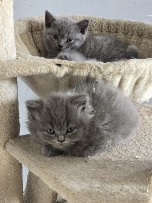 Kocurek brytyjski długowłosy