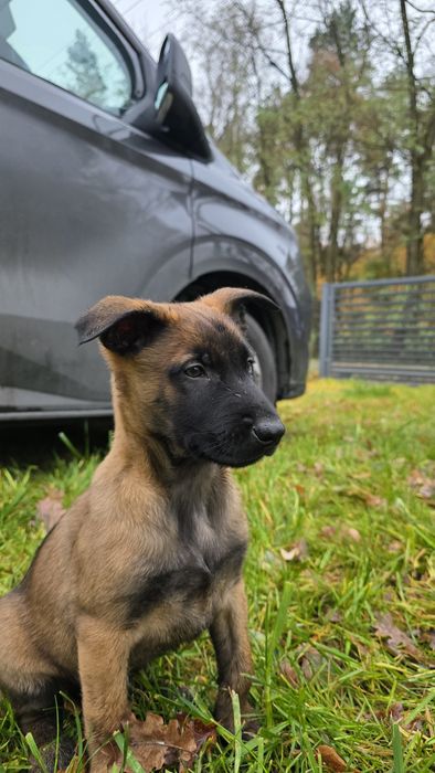 Owczarek Belgijski Malinois ZKwP FCI - Pies