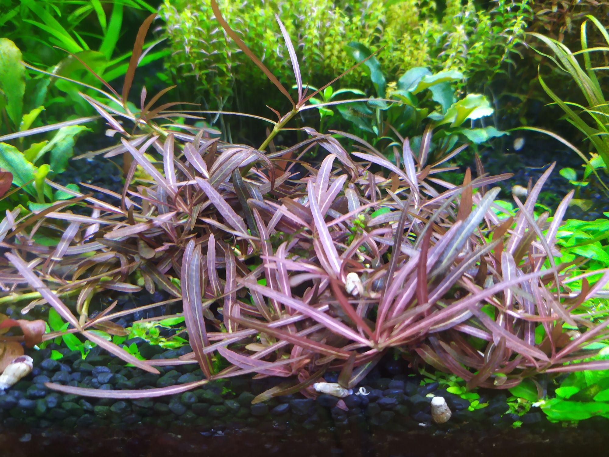 Hygrophila Araguaia na 1 plan. Hodowla podwodna  Gratisy.