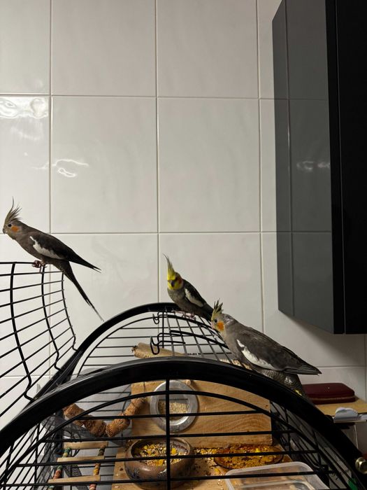 Caturra criada à mão