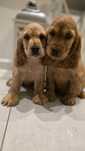 Cocker Spaniel dziewczynka