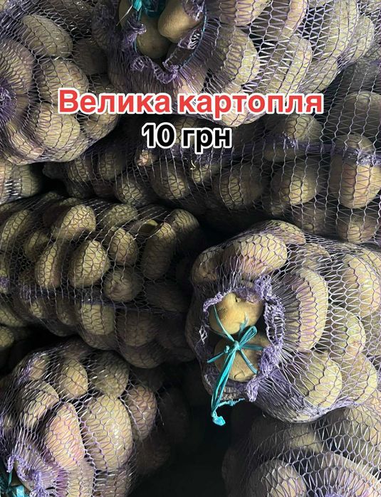 Продається картопля "Беллароза" .
